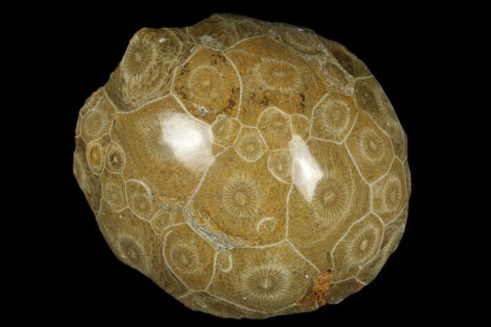 Polished Fossil Coral (Actinocyathus) Head - Morocco #182481